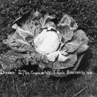 W222  Coles winning cabbage 1912.jpg